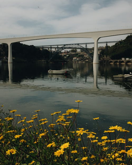 Yellow Flowers Growing by Riverside