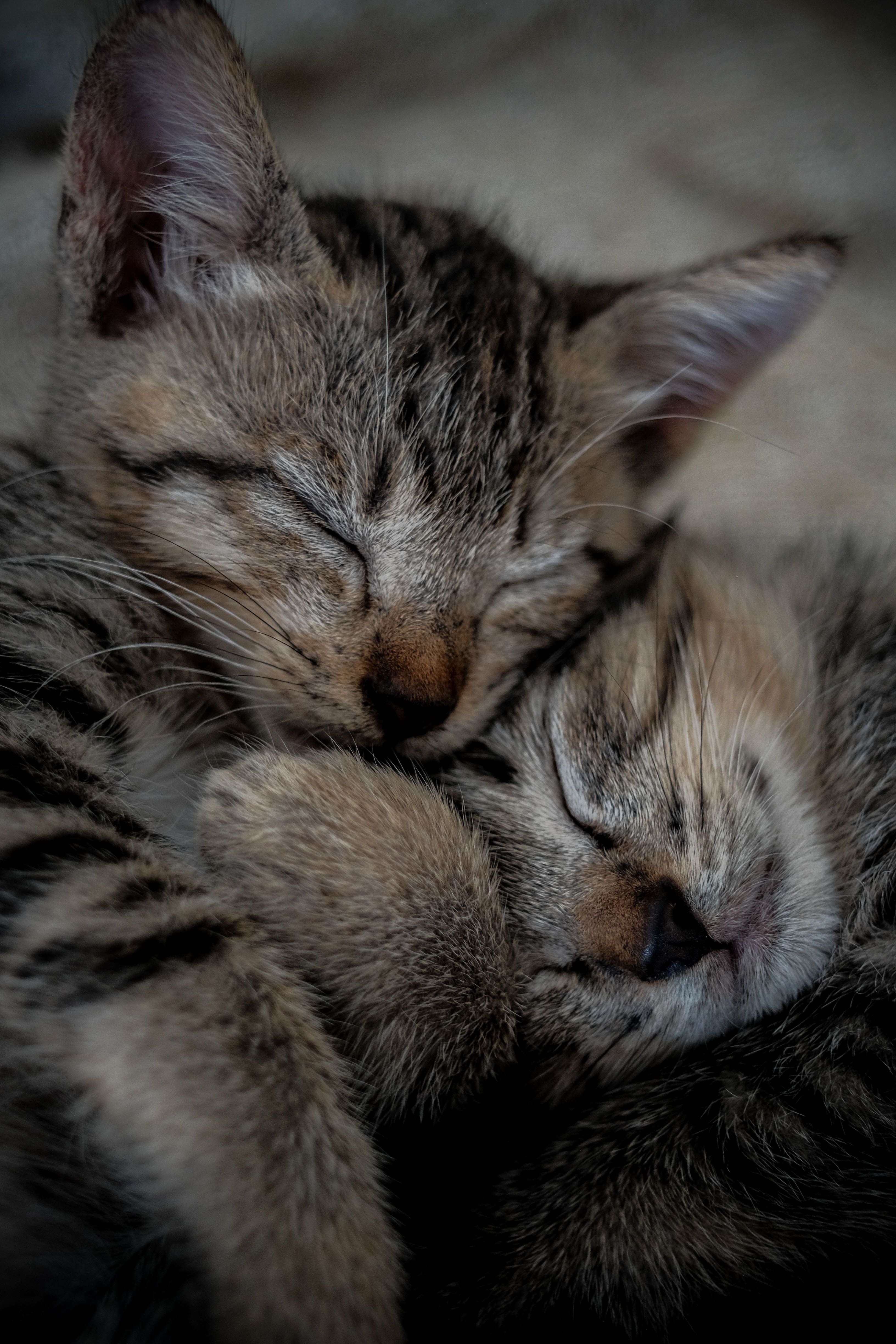 Close-Up Shot of Gray Tabby Cat Sleeping · Free Stock Photo