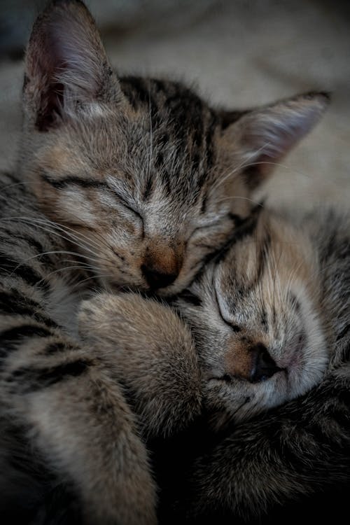 Close-Up Shot of Gray Tabby Cat Sleeping