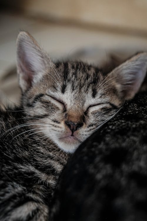 Close Up Photo of a Tabby Cat