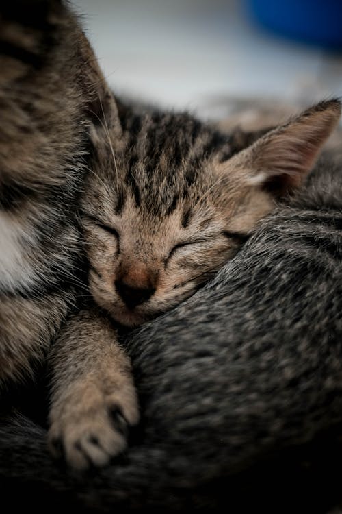 Close-Up Shot of Gray Tabby Cat Sleeping
