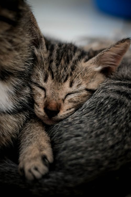 Free Adorable tabby kitten sleeping peacefully in a cozy setting. Stock Photo