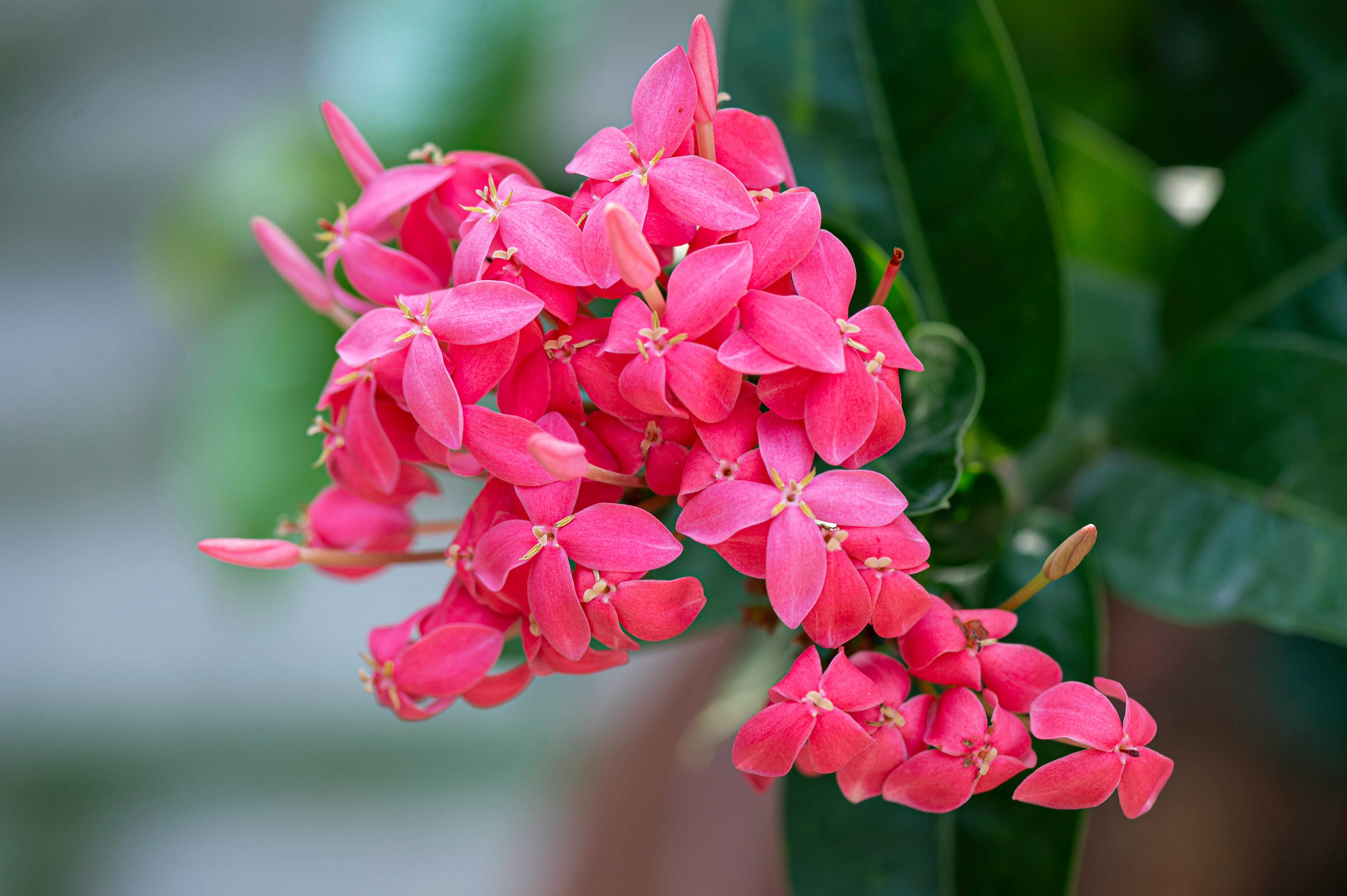 Blooming vivid pink West Indian jasmine flowers with green leaves · Free  Stock Photo
