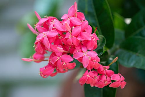 Blooming vivid pink West Indian jasmine flowers with green leaves