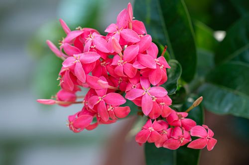 Free Closeup of blossoming bright pink West Indian jasmine flowers with green foliage growing in garden Stock Photo