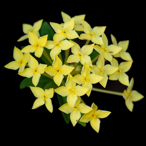 Blooming delicate light yellow flowers of Ixora coccinea with green leaves on black background