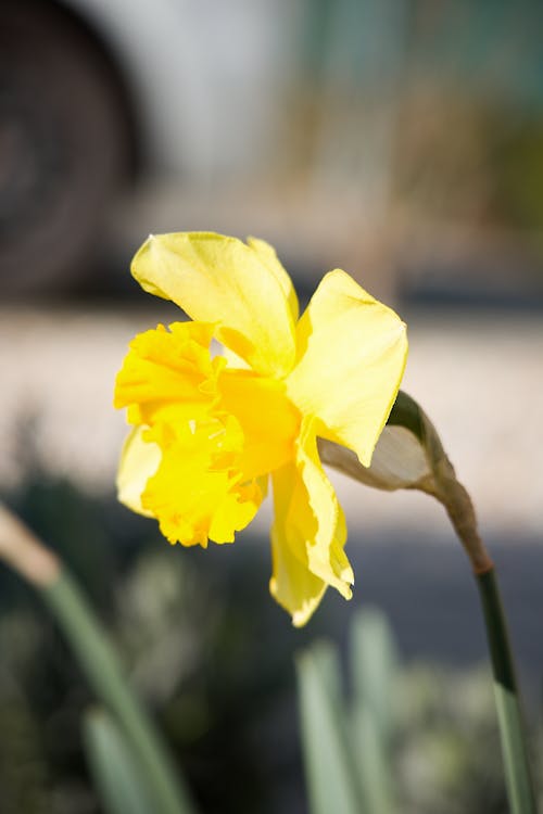 Бесплатное стоковое фото с весенний цветок, весна, желтый