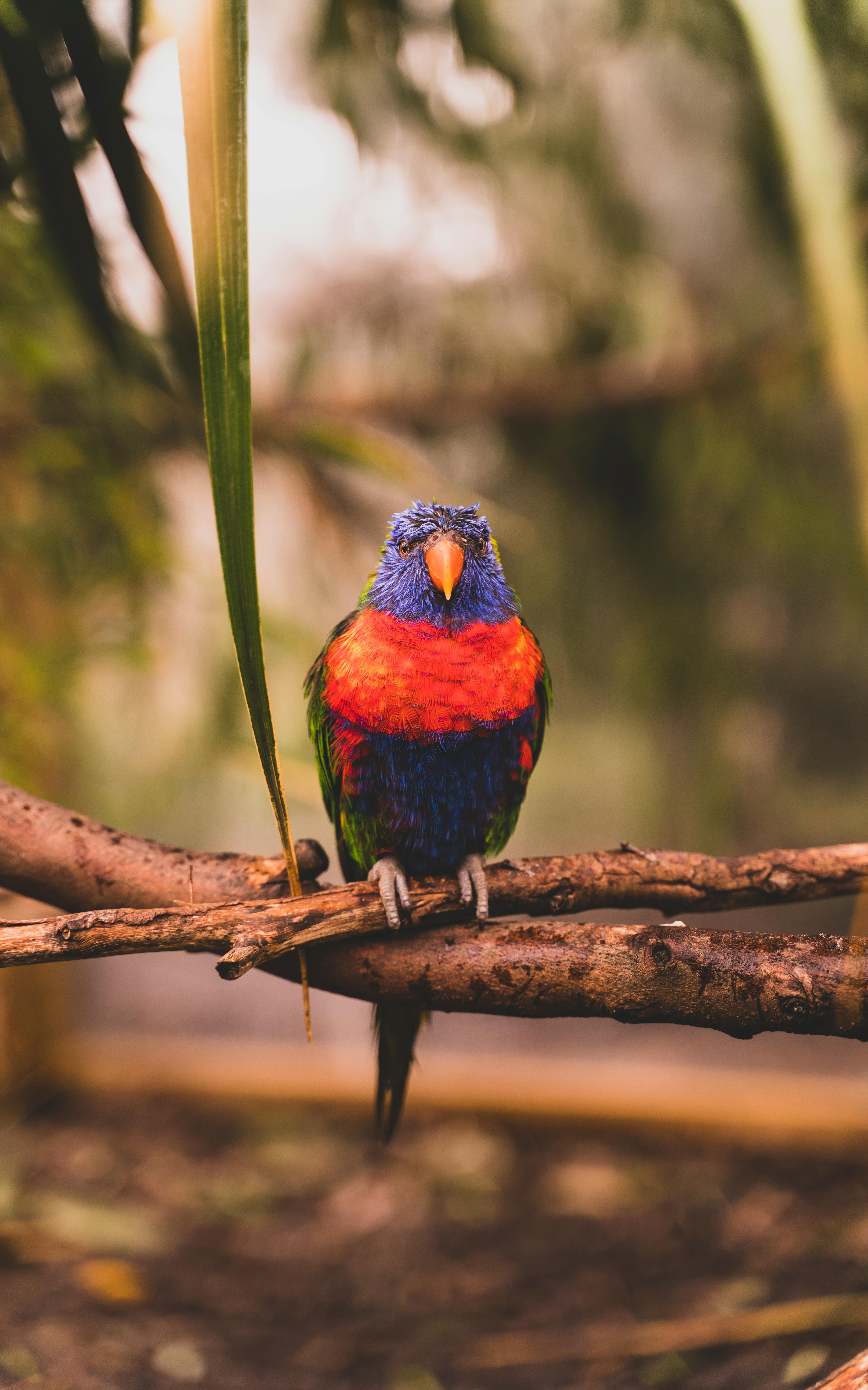 Parrot with colorful plumage sitting on branches of tree in zoological park with green leaves on blurred background on summer day