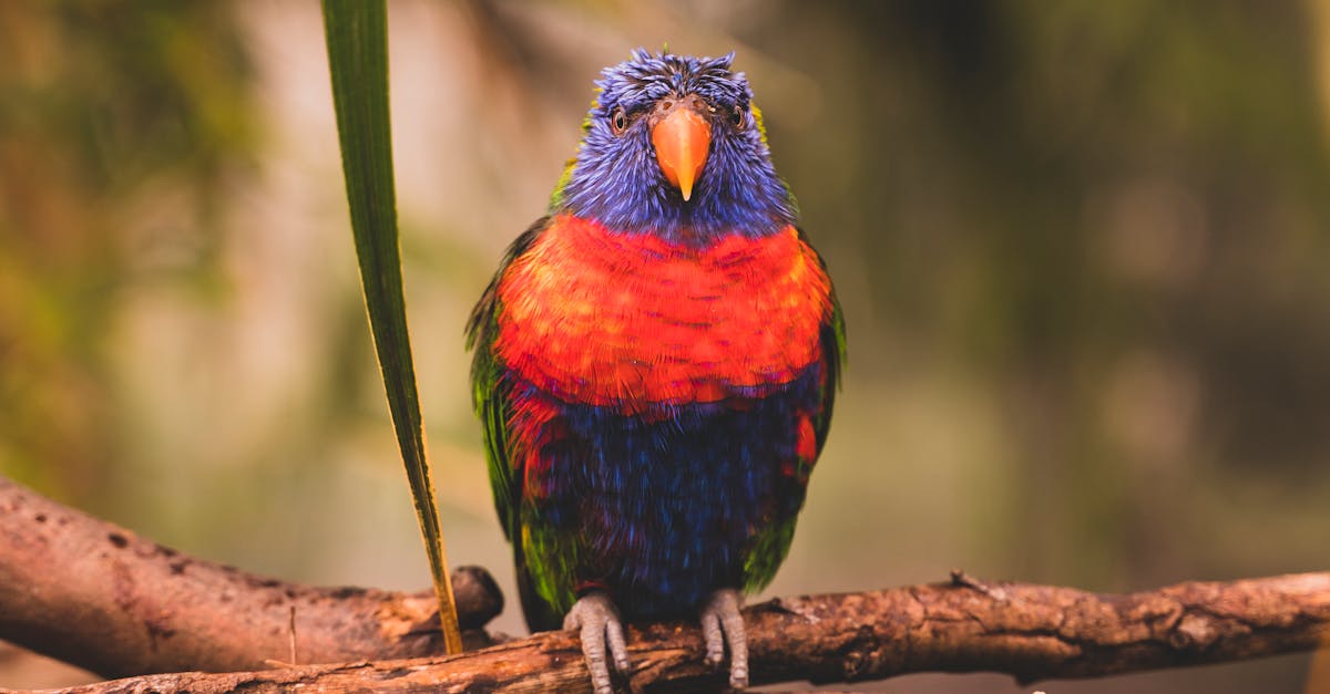 Parrot with colorful plumage sitting on branches of tree in zoological park with green leaves on blurred background on summer day