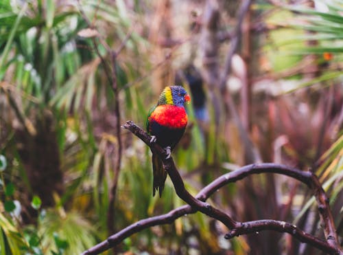 Colorful exotic trichoglossus sitting on branch in nature