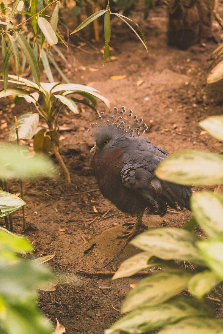 Western Crowned Pigeon In Nature