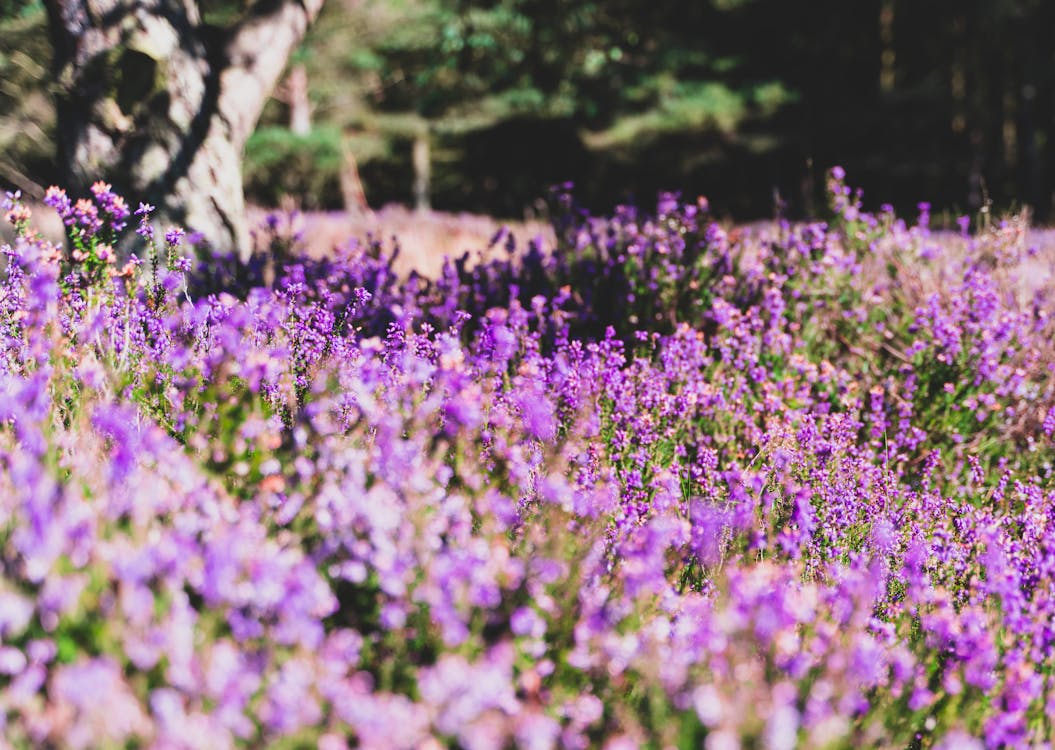 Plantation of small purple Calluna flowers growing on field near tree trunk in forest in bright sunlight on summer day