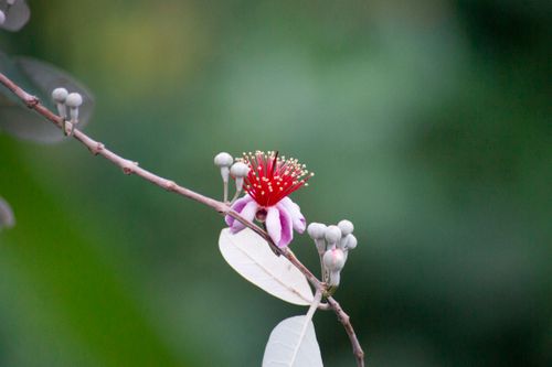 Free Detailed close-up of a red blossom on a branch with a soft green background. Stock Photo