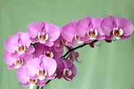 Pink Moth Orchids in Bloom