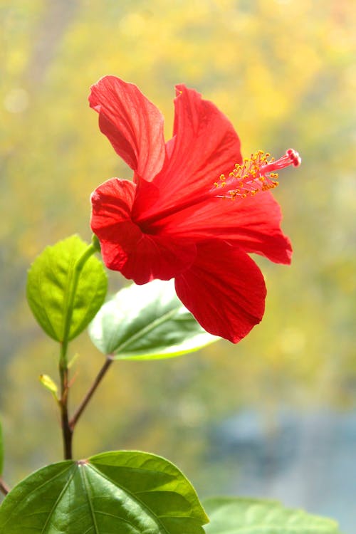 Free Red Hibiscus in Close Up Photography Stock Photo