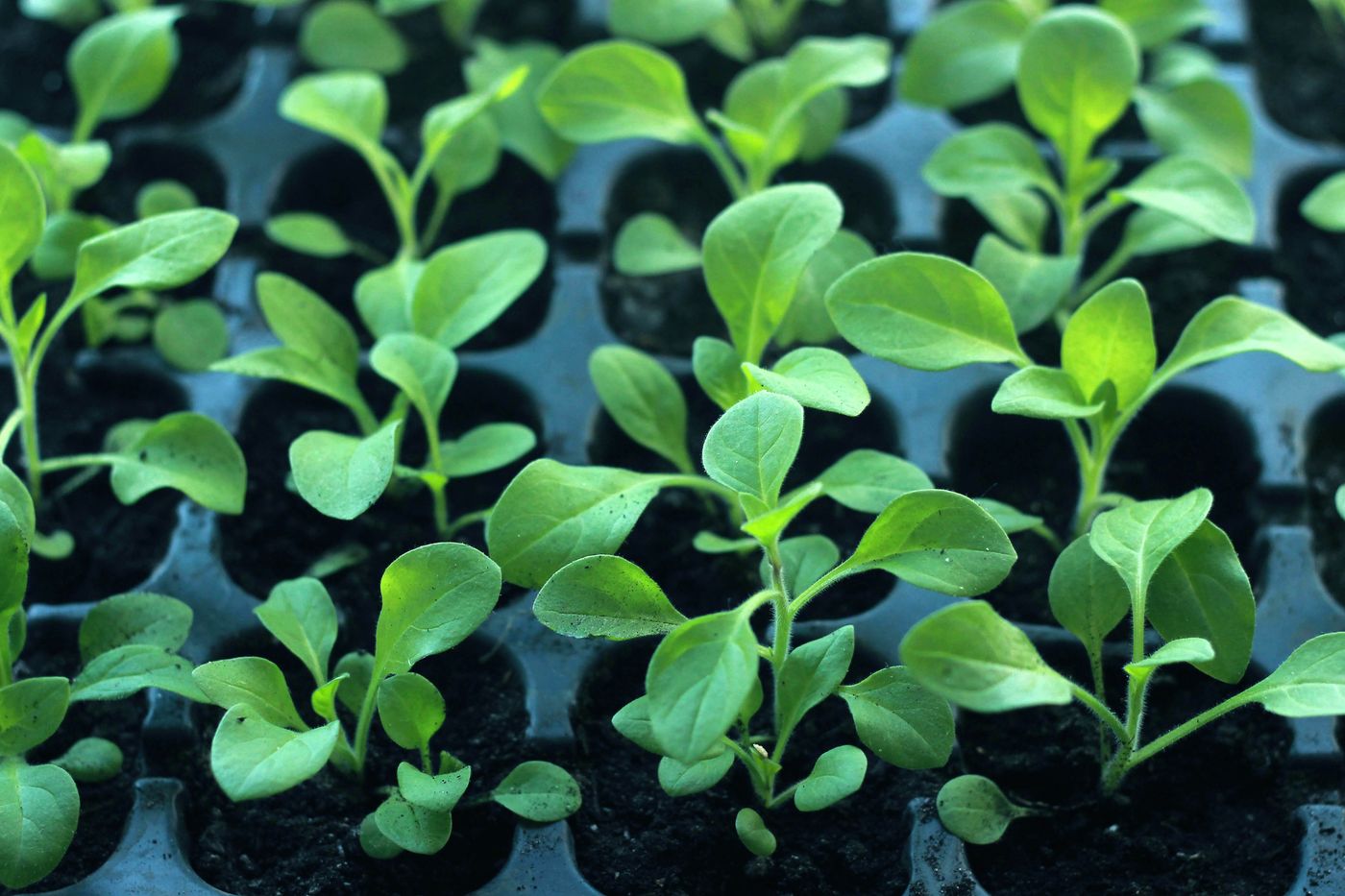 Jeunes plants sur plateau de pépinière