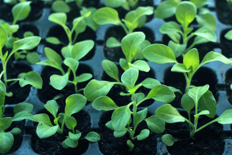 Baby Plants Growing On A Seedling Tray