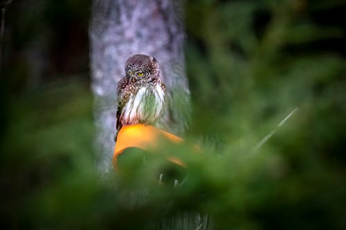 Foto profissional grátis de animais selvagens, animal, ave