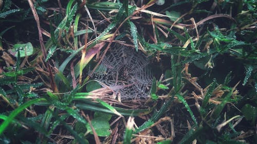 Free Spider Web on Grass With Dew Closeup Photography Stock Photo