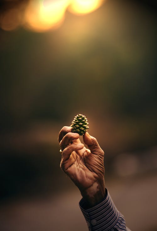 Person Holding Pine Cone