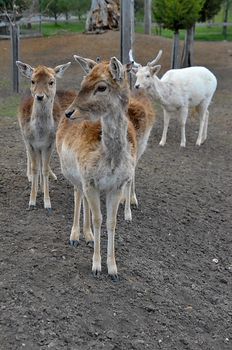 Group of fallow deer standing together on dirt, showcasing natural behavior outdoors.