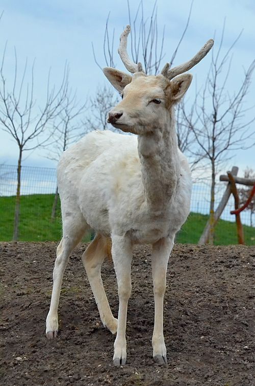 Free White deer standing on soil, with bare trees in a serene outdoor setting. Stock Photo
