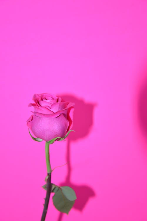 คลังภาพถ่ายฟรี ของ กำลังบาน, ดอกกุหลาบสีชมพู, พื้นหลังสีชมพู