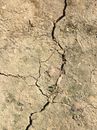 Green Moss on Brown Soil