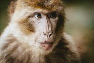 A Brown Hairy Monkey in Close-Up Photography