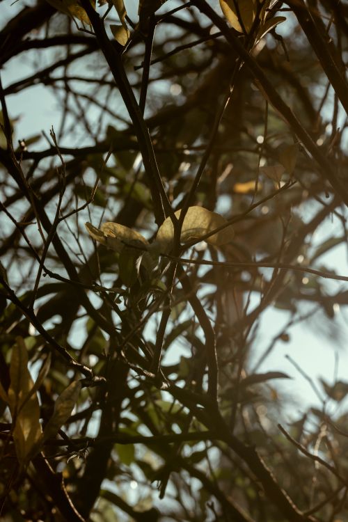 Free Aesthetic capture of sunlight filtering through tree branches with leaves, creating a natural pattern. Stock Photo