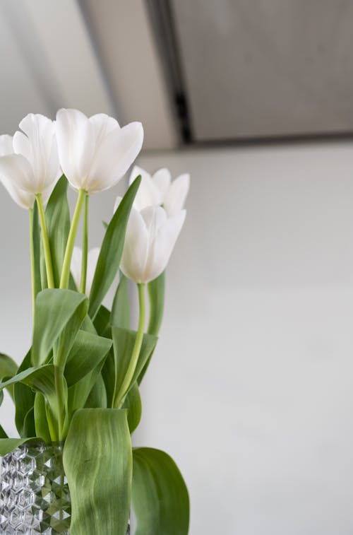 Bouquet of fresh blooming tulips with stems and green leaves placed in transparent vase in light room with white wall