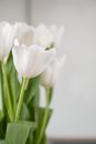 Bunch of fresh aromatic tulips with tender white petals and green leaves in vase placed on table in daylight