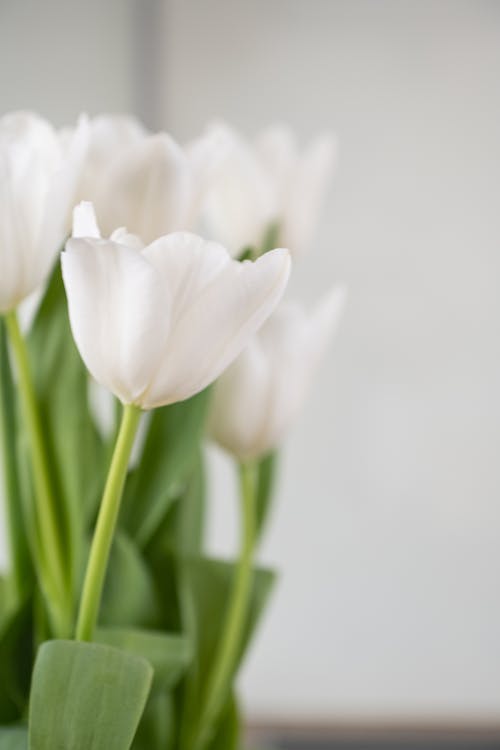 Bunch of fresh aromatic tulips with tender white petals and green leaves in vase placed on table in daylight