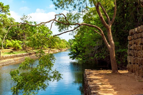 Free Photo of Green Leaf Tree Beside River Stock Photo