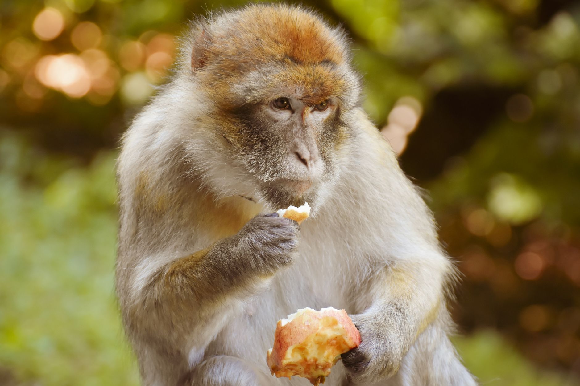 A Barbary macaque enjoys an apple in a serene outdoor setting in Salem, Germany.