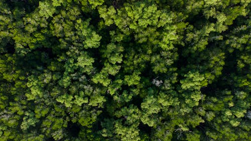 Birds Eye View of the Trees in a Forest