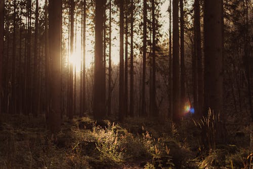 Free  Trees in the Woods During Sunrise Stock Photo