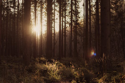 Sunlight filtering through tall trees in a peaceful forest at sunrise.