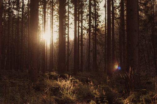 Free Sunlight filtering through tall trees in a peaceful forest at sunrise. Stock Photo