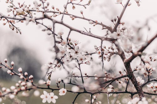 Close-Up Photograph of Cherry Blossom Buds