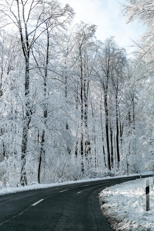 下雪的, 光秃秃的树木, 冬季 的 免费素材图片