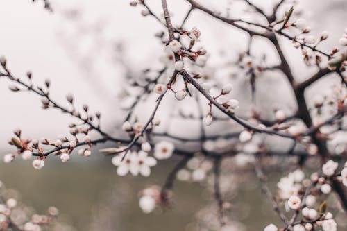 Gratis stockfoto met boom, lente, tak