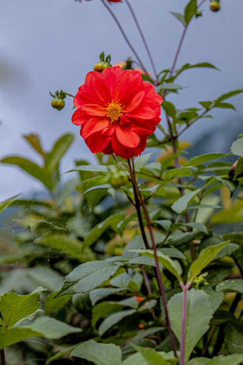 Free A Red Dahlia Flower in Bloom Stock Photo