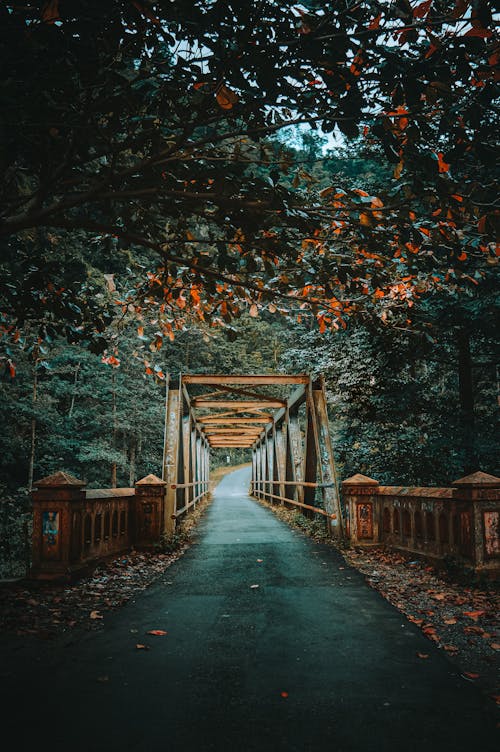 A Bridge Between Green Trees