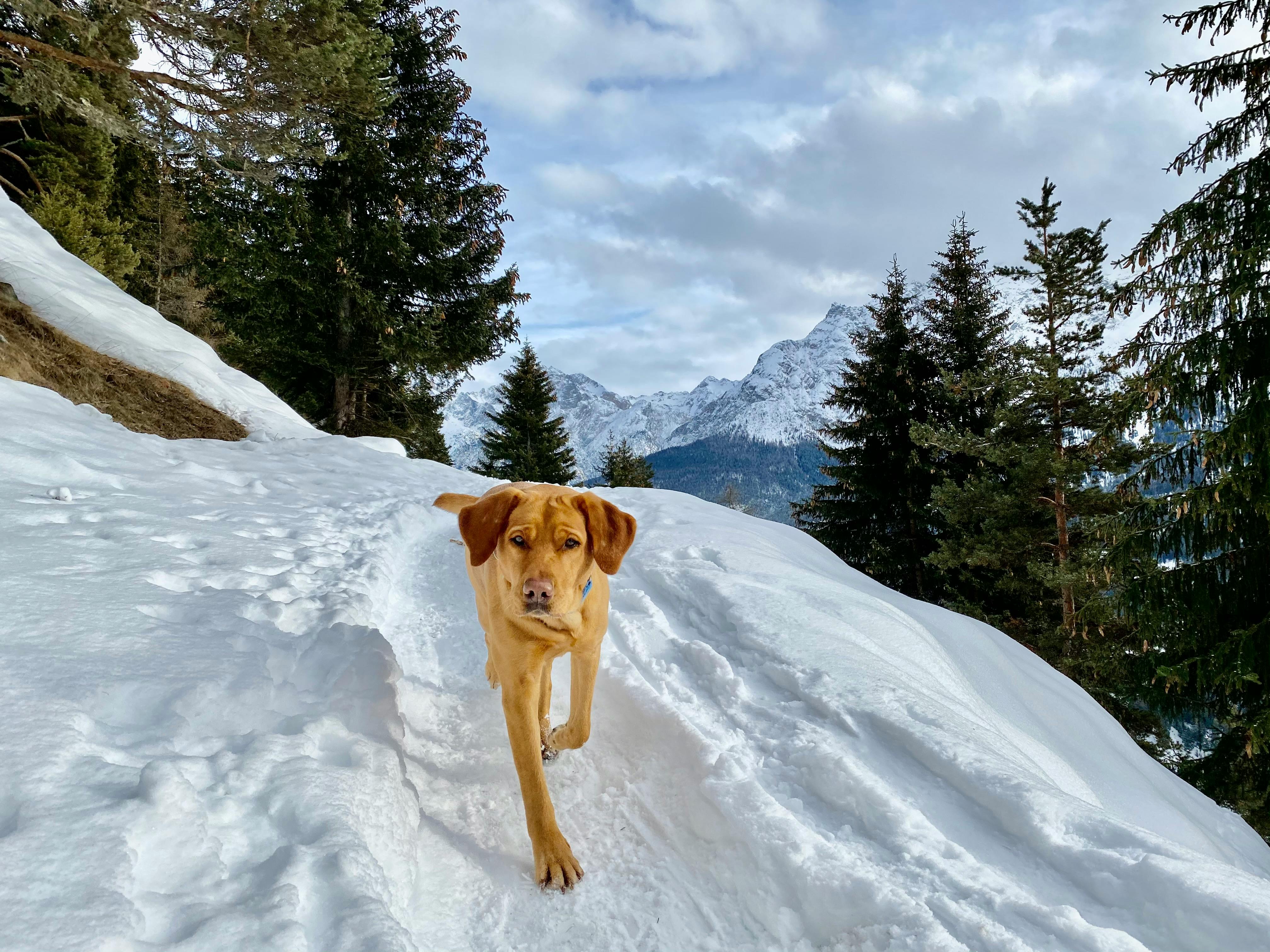 Dog Walking on Snow · Free Stock Photo