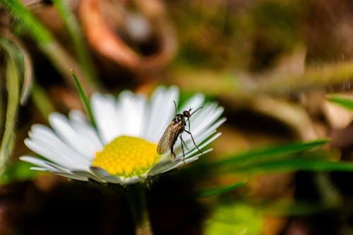 Kostenloses Stock Foto zu blumenphotographie, flügel, gänseblümchen