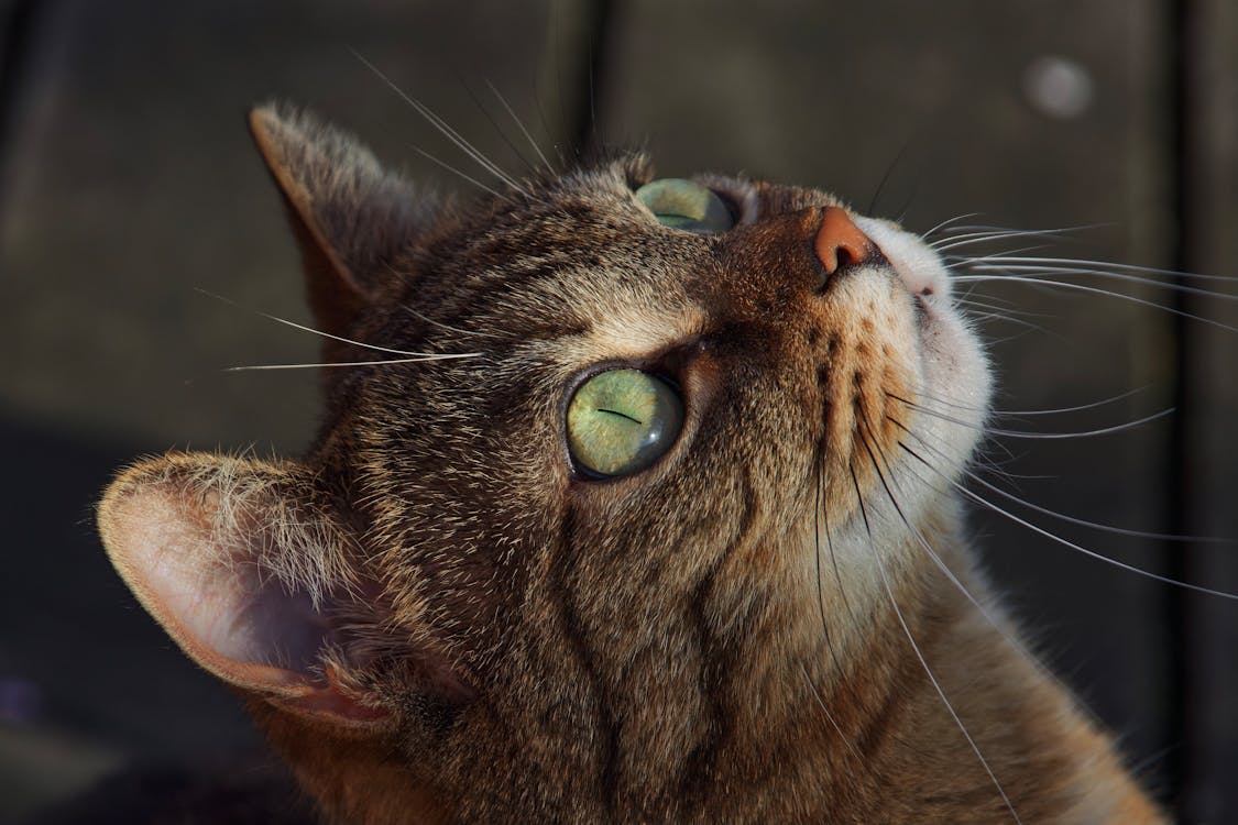 Close Up Photo of a Brown Tabby Cat · Free Stock Photo