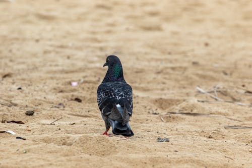 Free Pigeon Perched on Brown Sand Stock Photo