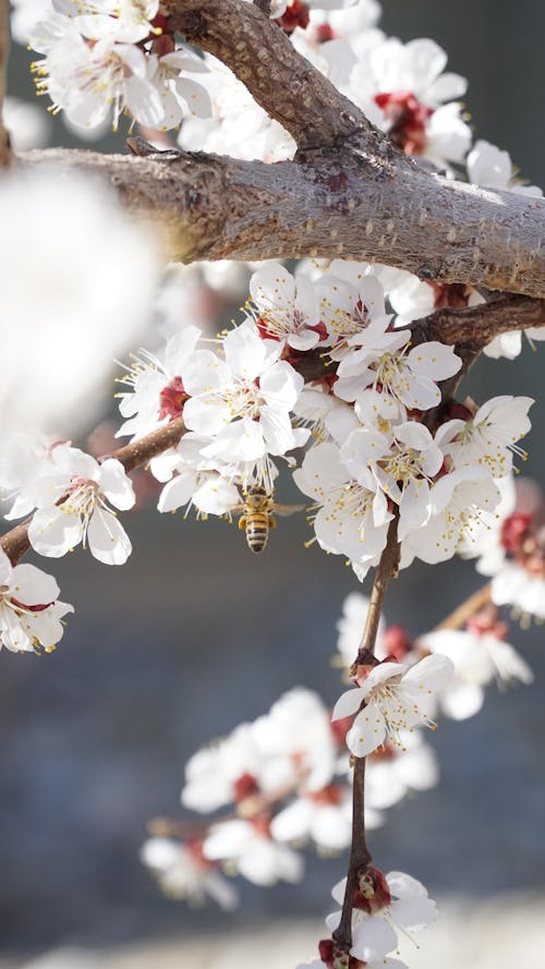 A Bee on White Cherry Blossoms in Close Up Photography