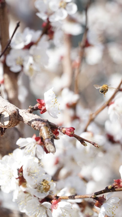 Free Photo of a Bee Near White Cherry Blossom Flowers Stock Photo